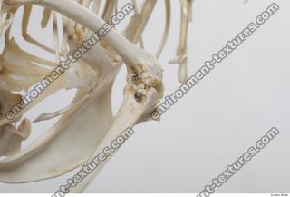 Photo Textures of Hen Skeleton